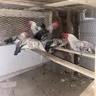 دجاج بلدي وفيومي