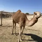 ما شاء الله تبارك الله قعود