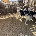 الطليان
