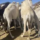 للبيع القعدان الكفو للمبادي وزواجات بلدي كفو مسكته