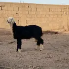 رخل نجديه طيبه مشالله ضهر وطرف