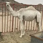 بكره