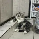 قطه شيرازي للتبني