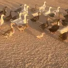 للبيع بط مشكل شرشيري وبكين