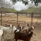عنقان جفار