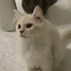 قطط