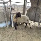 خروف جذع