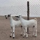 جفار بيشيات