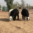 خرفان نجد