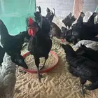 للبيع دجاج استرلوب 16 حبة