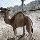 قعود وبكره للبيع