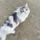 السلام عليكم اقدم لكم قطه أمريكية للبيع ألون ابيض