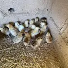 للبيع صوص تركي