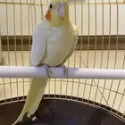 ببغاء كوكتيل أليف للبيع