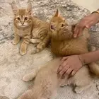 قطط كيتن ثلاثه للتبني