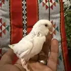 للبيع فرخ روز نهاية غر