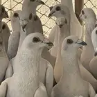 حمام شفرات شامي