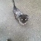 سكوتش بمعارض بريده تحديدا  عند معرض الزويد