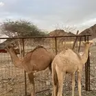 قعدان للبيع( تم البيع )