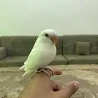 فرخ روز البينو عيون حمرا
