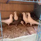 طيور زينه