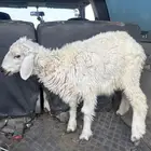 تبوك
