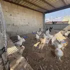 دجاج هولمان و بلدي