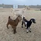 عنزين ولد