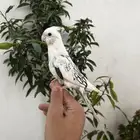 ذكر كروان هاف بايد فراشة اليف