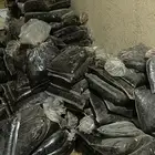 تمر علف غنم