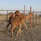 خلفة حمرا تحتها قعود