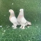 حمام تركي