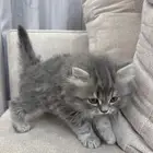 قط شيرازي للبيع