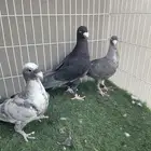 مجموعة حمام زينة للبيع