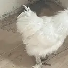 ديك دجاج قطني