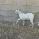 ثنتين عناق توأم