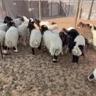 للبيع بهم نعيم