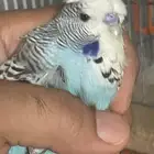 للبيع ذكر انجليزي حجم تون منتج