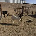 تيس هولندي مشروع فحل