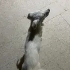 كلب اليف للتبني