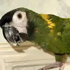 ميني مكاو