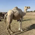 لقحه منيحه طيبه للبيع الحد 5800