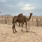 ناقه ساحليه ملاقي