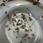 حلزون مائي