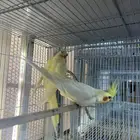 زوج كروان لاتينو