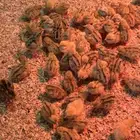 صيصان سمان النماص