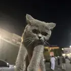 قط مفقود أو ضايع