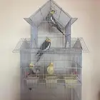 طيور كراون كوكتيل للبيع عدد اربع ثلاثه ذكور وأنثى