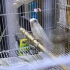 زوج روز البينو