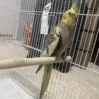 كروان حبشي فيه جرح